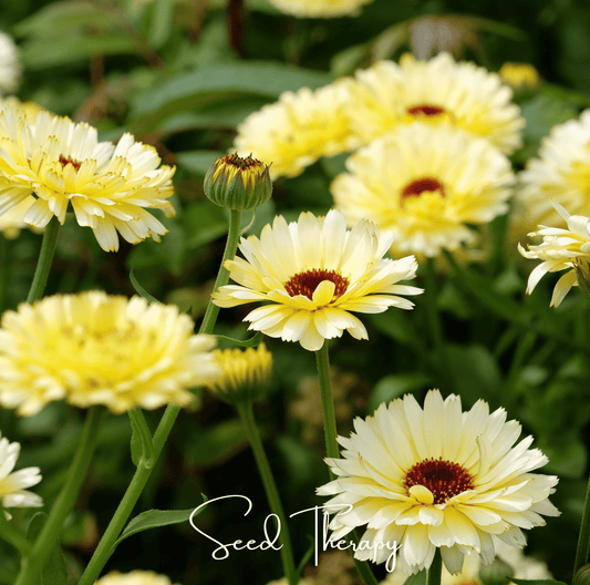 Ivory Princess Calendula – 50 Seeds - - Seeds