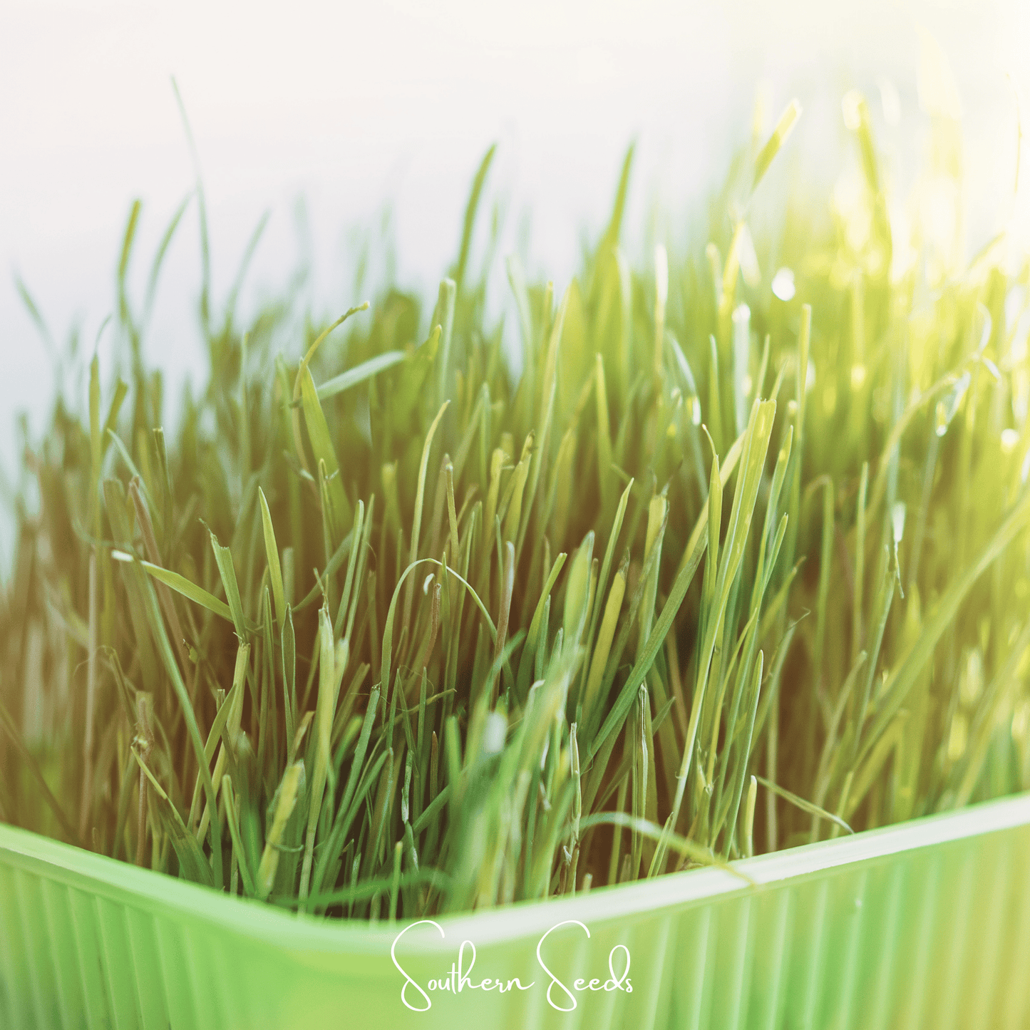 Cat Grass – 50 Seeds - - Seeds