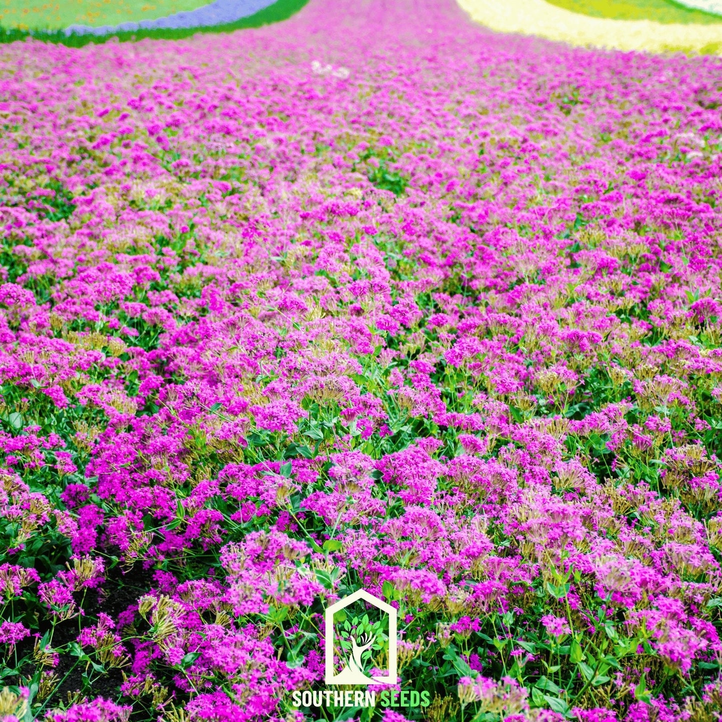 None So Pretty Catchfly – 250 Seeds - - Seeds