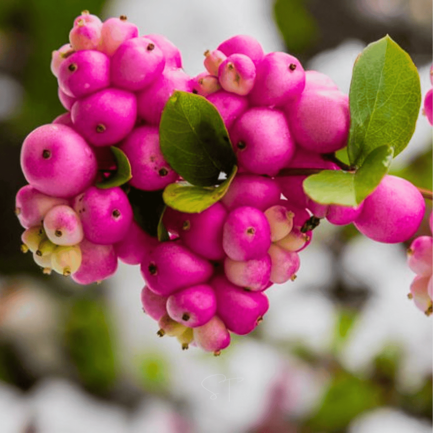 Coralberry – 30 Seeds - - Seeds