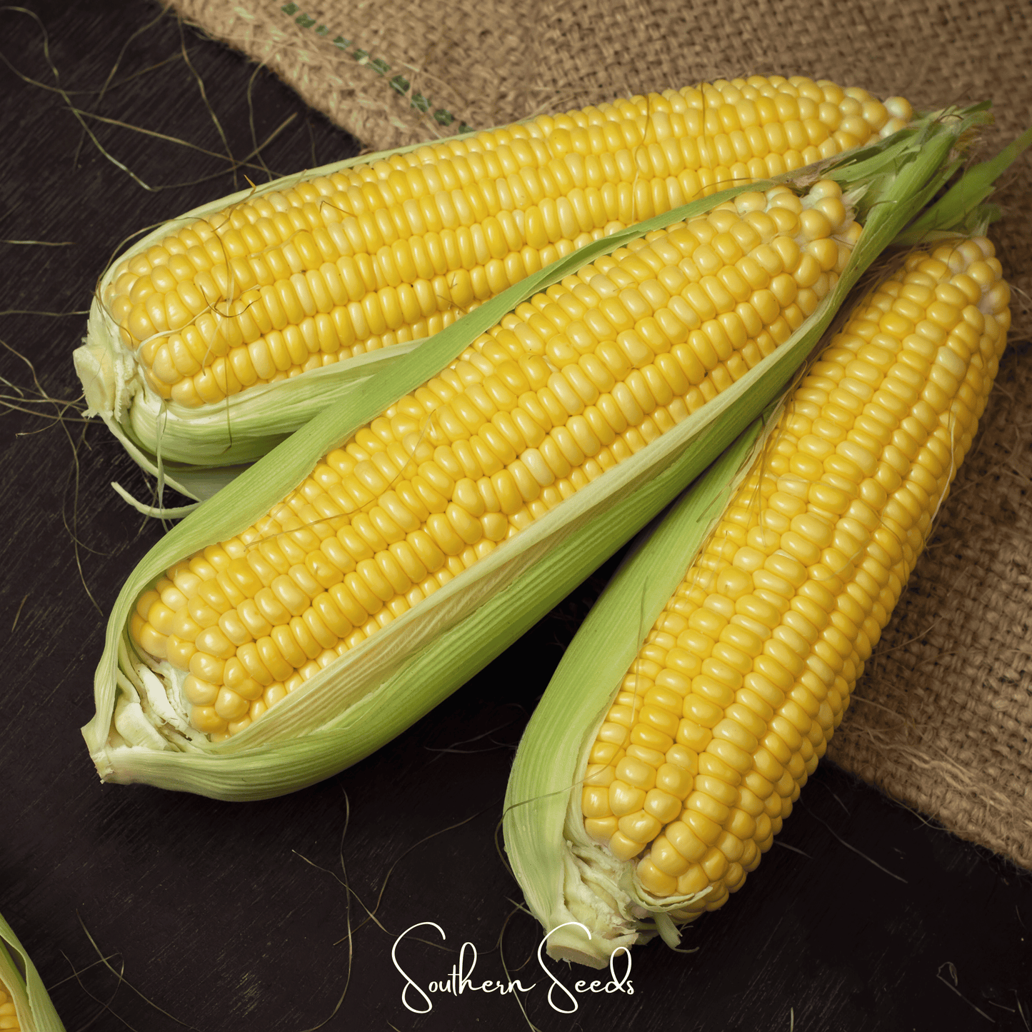 Kandy Korn Corn – 30 Seeds - - Seeds