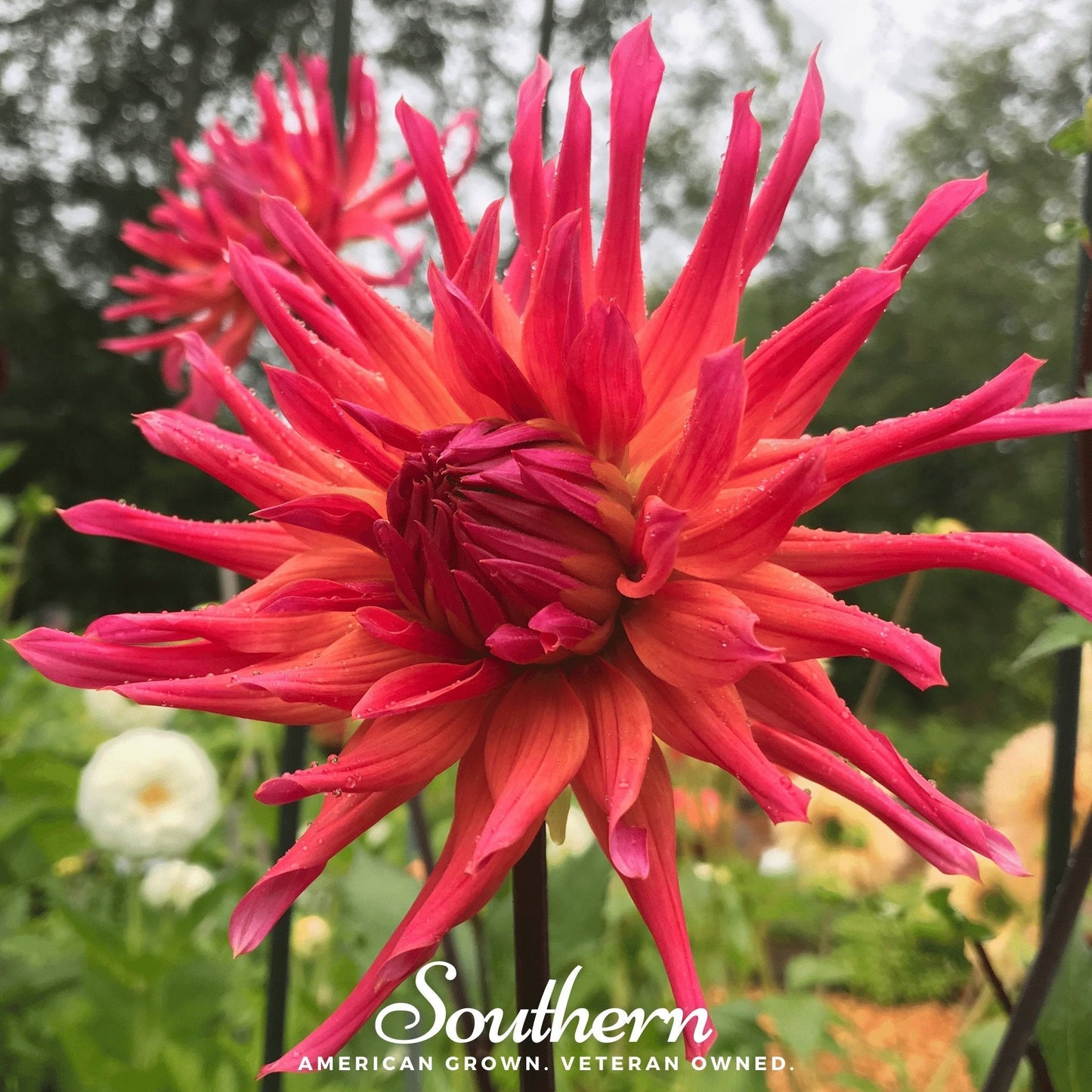Cactus Dahlia Mix – 25 Seeds - - Seeds