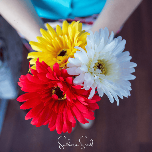 Gerbera Daisy Mix – 20 Seeds - - Seeds