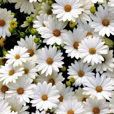 200 White Gerbera Daisy Seeds - 200+ White Gerbera Daisy Seeds – Elegant White Blooms for Garden Planting, Stunning Cut Flowers for Beds, Borders & Pots – USA - Seeds