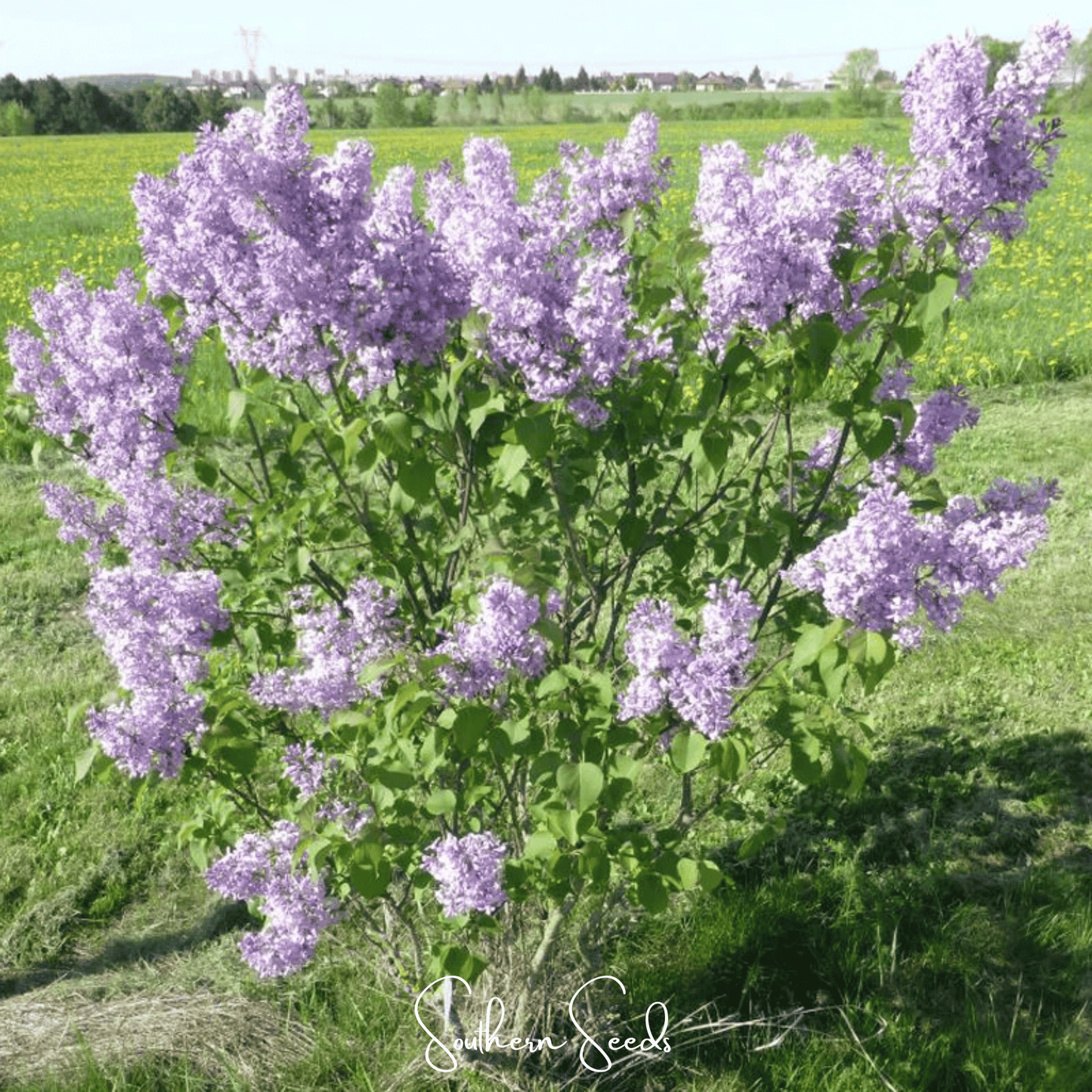 Early Blooming Lilac – 30 Seeds - - Seeds