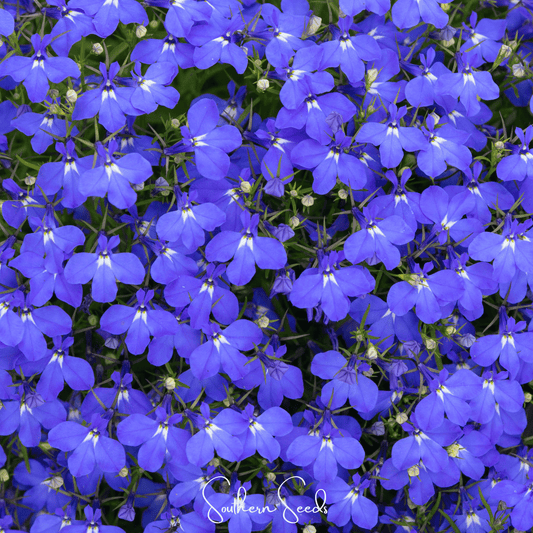 Blue Carpet Lobelia – 100 Seeds - - Seeds