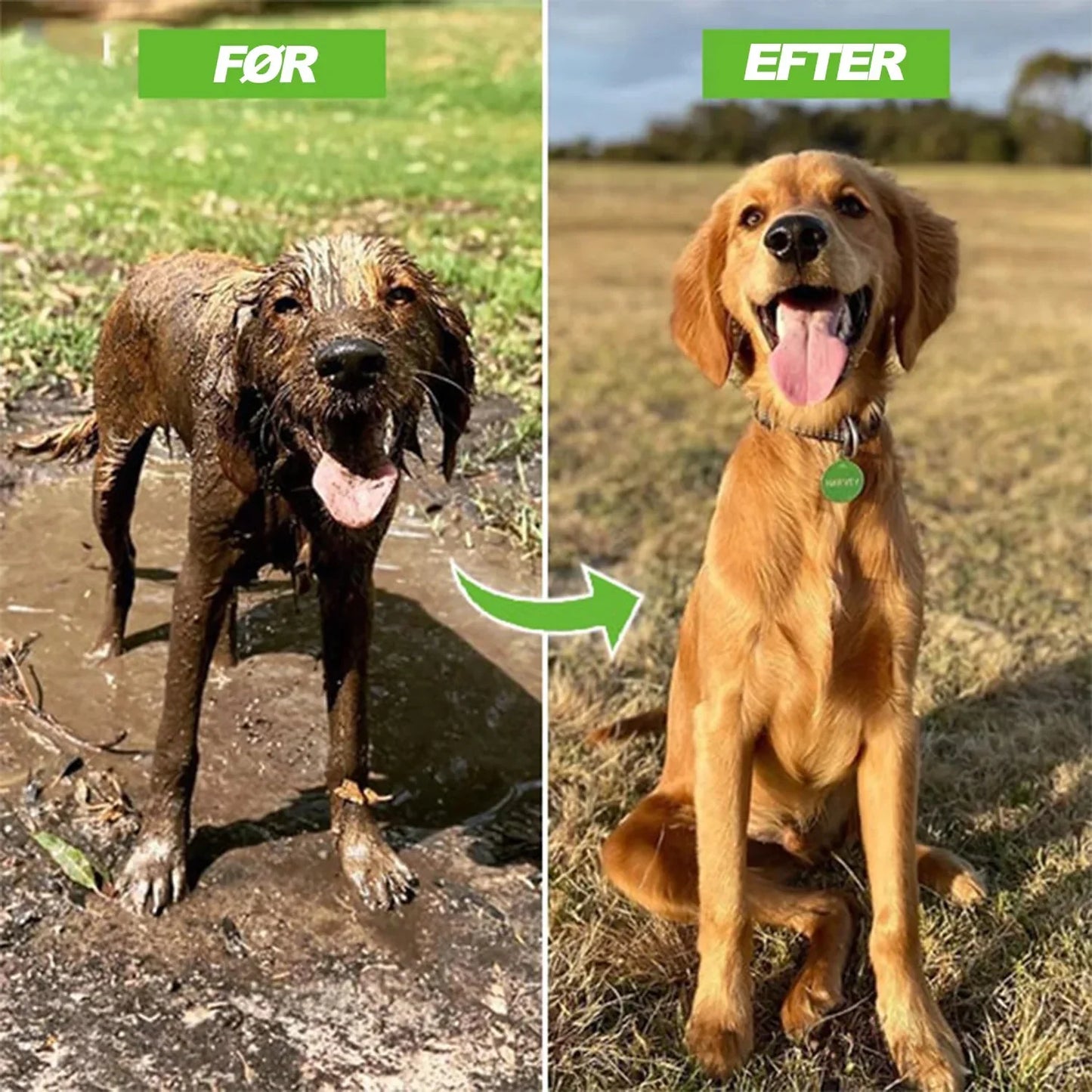Dog Shower Jet Attachment Kia Day Design