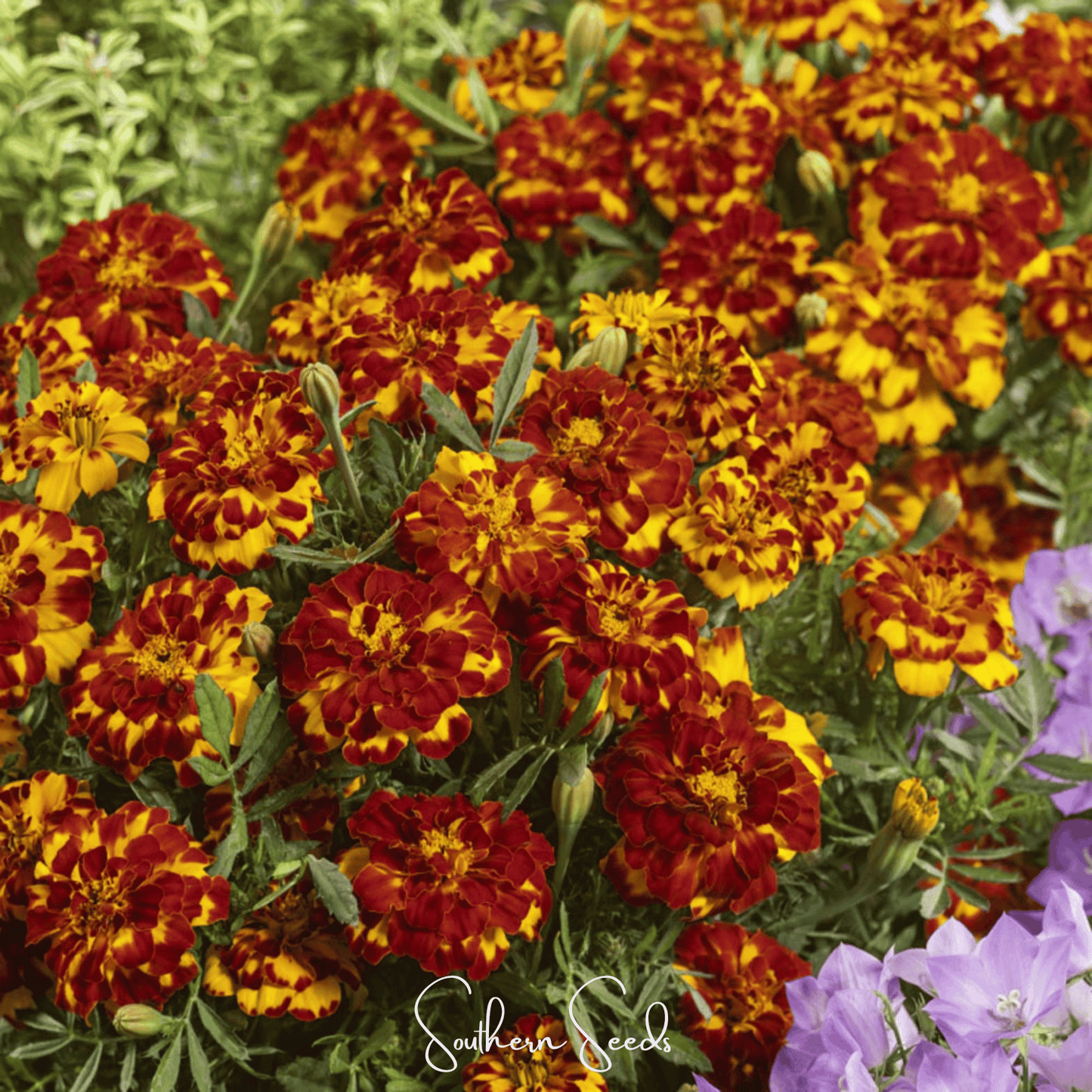 Bolero French Marigold – 50 Seeds - - Seeds