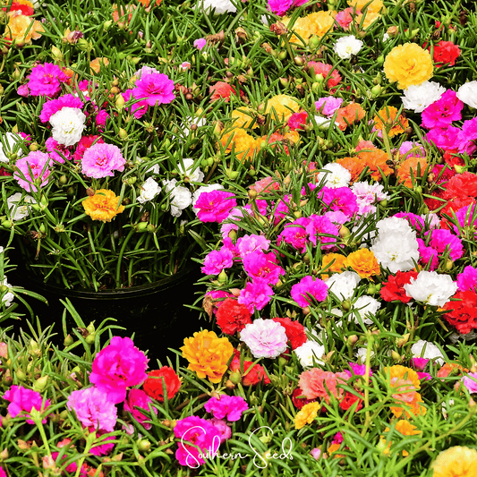 Moss Rose Mix – 250 Seeds - - Seeds