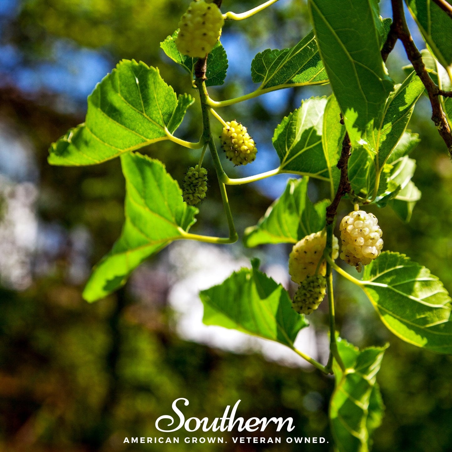White Mulberry – 50 Seeds - - Seeds