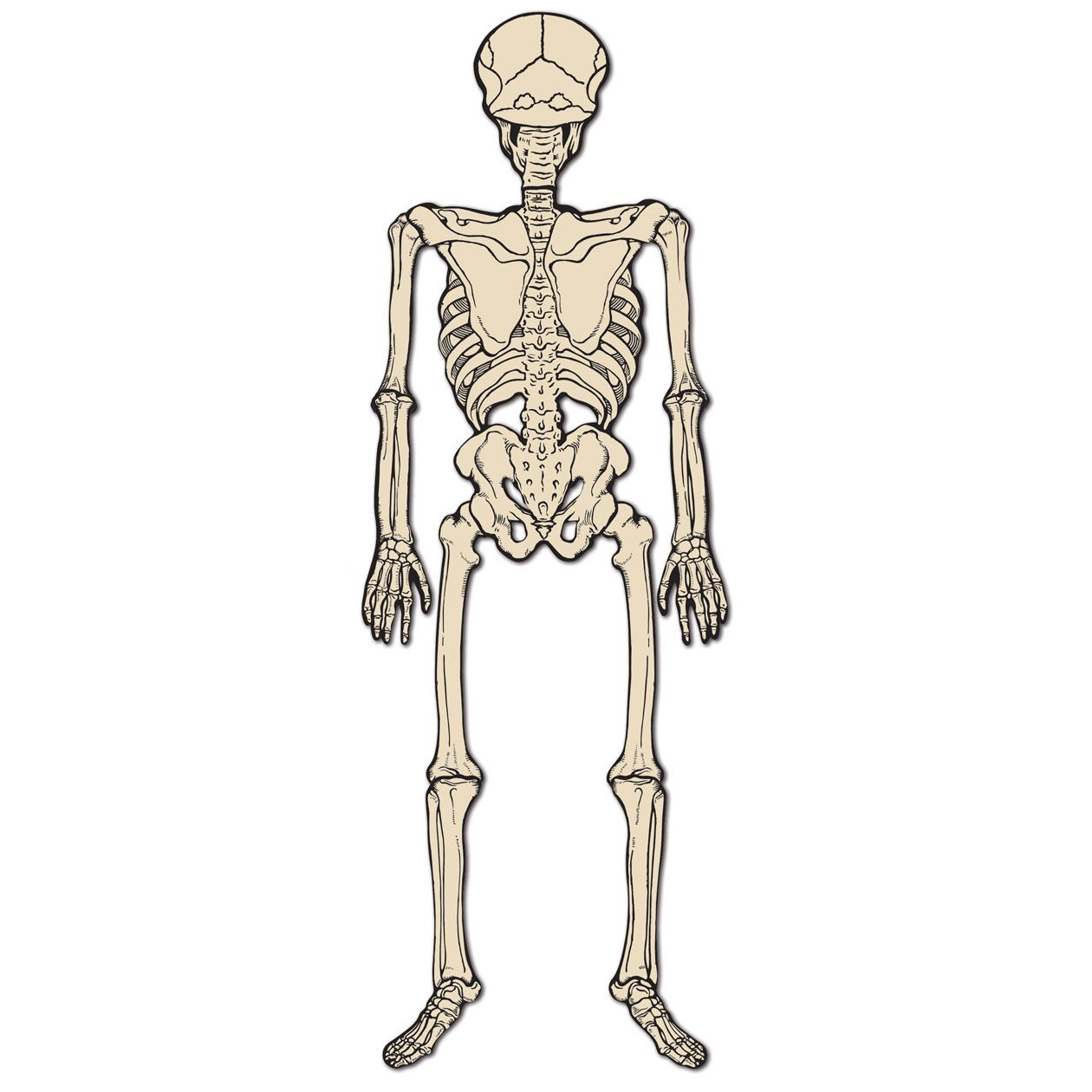 Vintage Halloween Jointed Skeleton - 4 Feet Tall - - Holidays >> Halloween