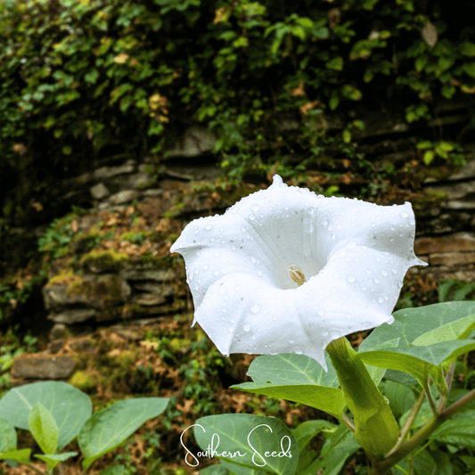 Pixie Patch Seed Collection – 10 Enchanted Varieties - - Seeds