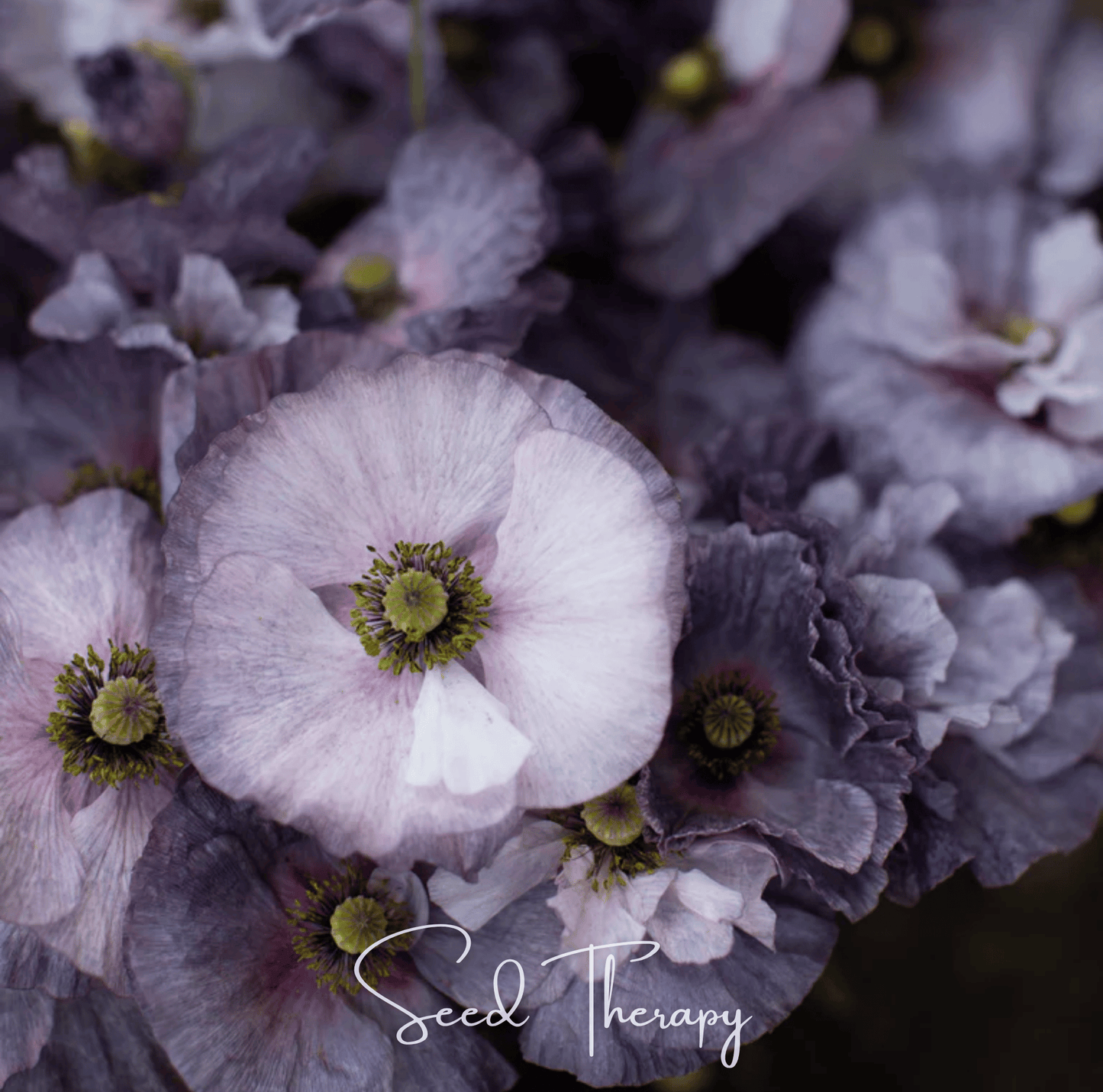 Amazing Grey Poppy – 25 Seeds - - Seeds