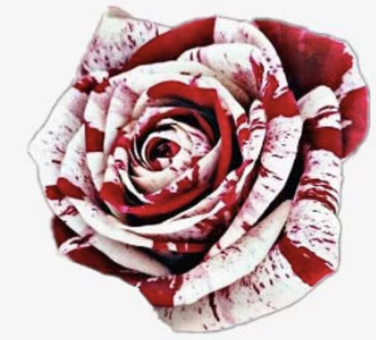 Rare White Blood Rose Plant Flower Seeds Flower Garden Asaka Rare True Blood Rose - - Seeds