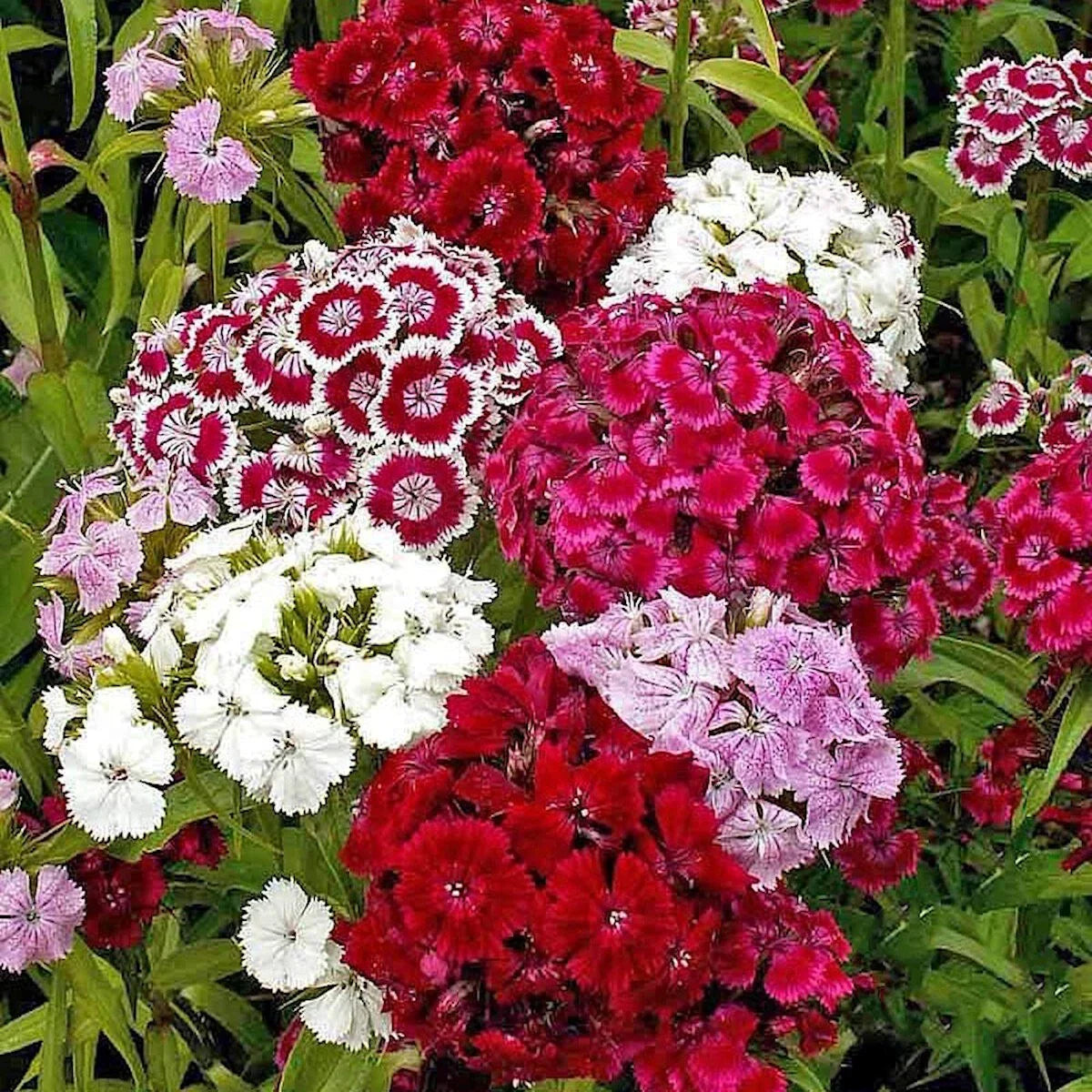Sweet William Wildflower Seeds 1/4 Lb Mylar Packet - - garden flowers