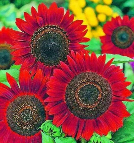 Red Sunflower Seeds for Planting 20 Count Helianthus annuus Non-GMO - - Seeds