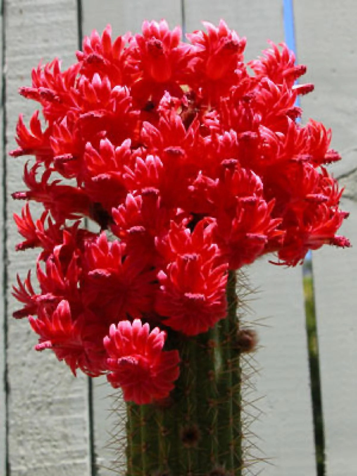Red Torch Cactus Seeds - Showy Bolivicereus s. - - garden flowers