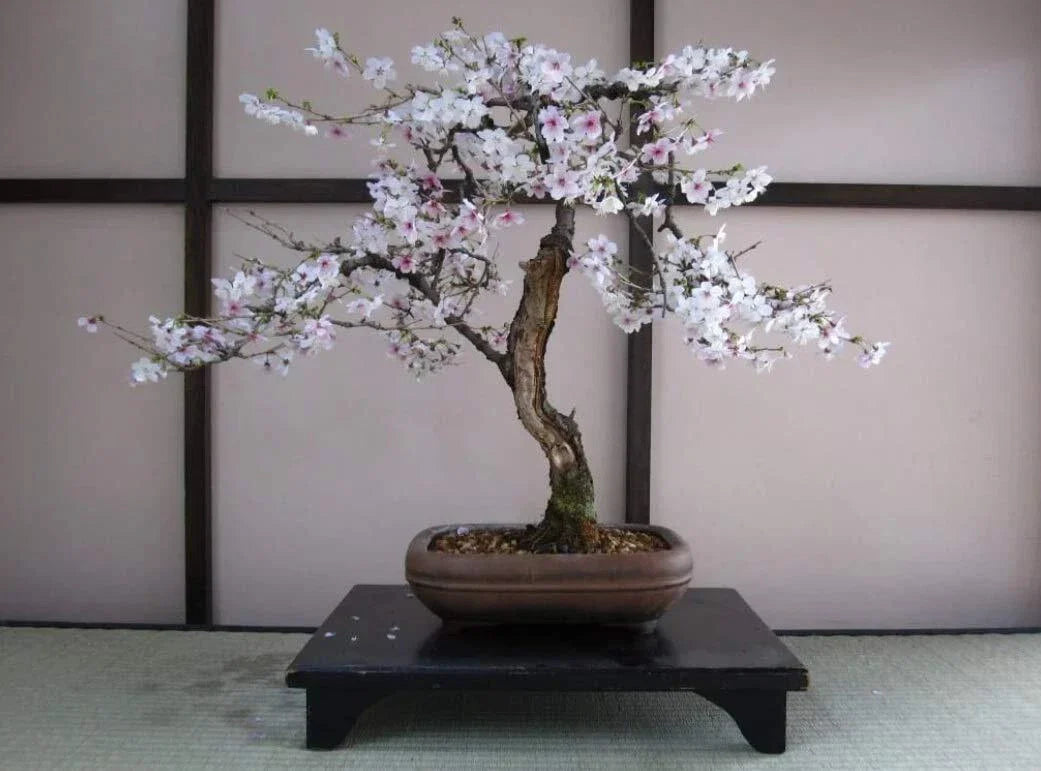 Bonsai Black Cherry Tree Seeds - 20 Seeds - Prunus serotina - Fruit Bearing Bonsai Tree - - Seeds