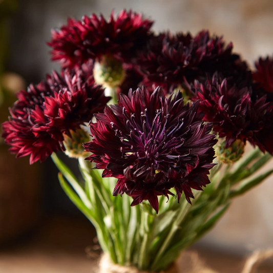 Black Cornflower Seeds – 100 Centaurea Cyanus Flower Seeds - - garden flowers