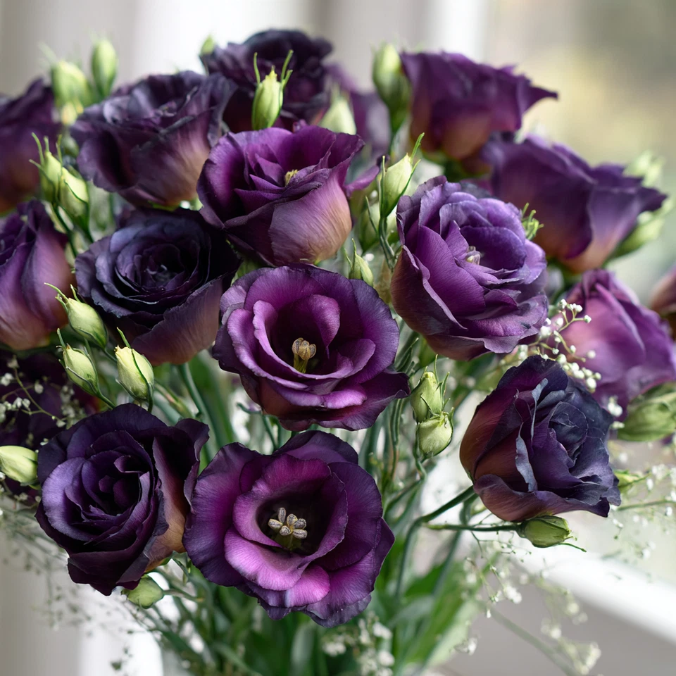 Rosanne Black Pearl F1 Lisianthus Seeds 25 Count, Dark Purple - - Seeds