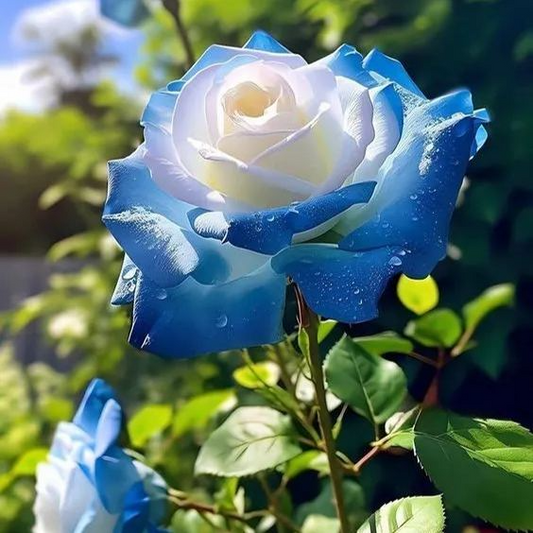 20 Broken Ice Blue Rose Seeds - - Seeds