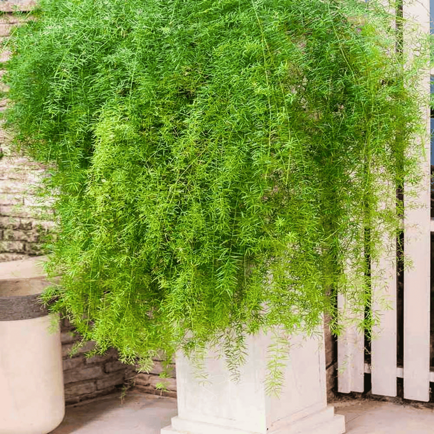 Sprengeri Asparagus Fern – 15 Seeds - - Seeds