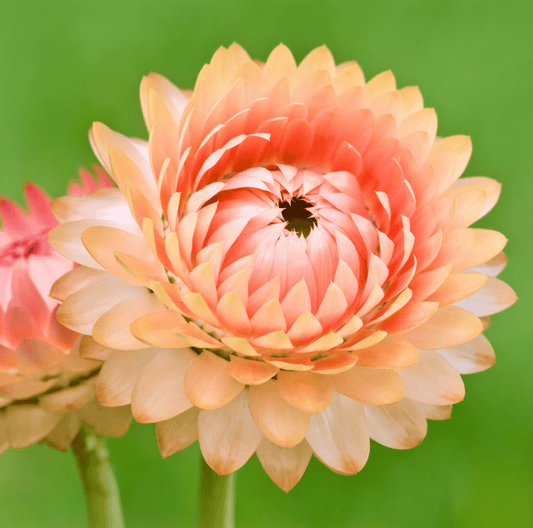 Apricot Peach Strawflower – 25 Seeds - - Seeds