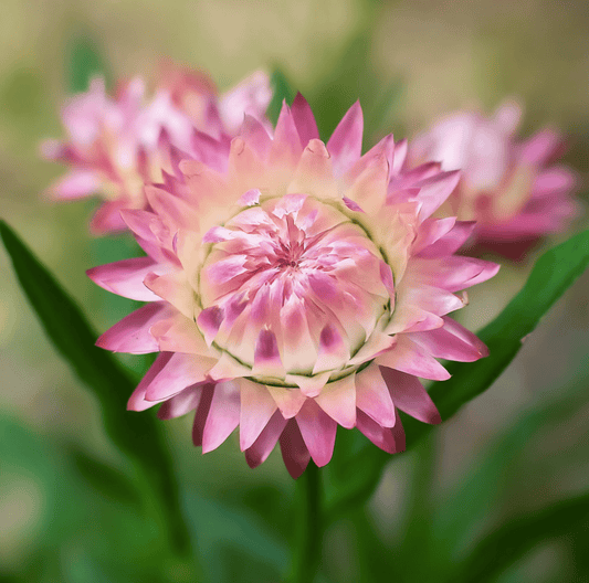 Silver Rose Strawflower – 25 Seeds - - Seeds
