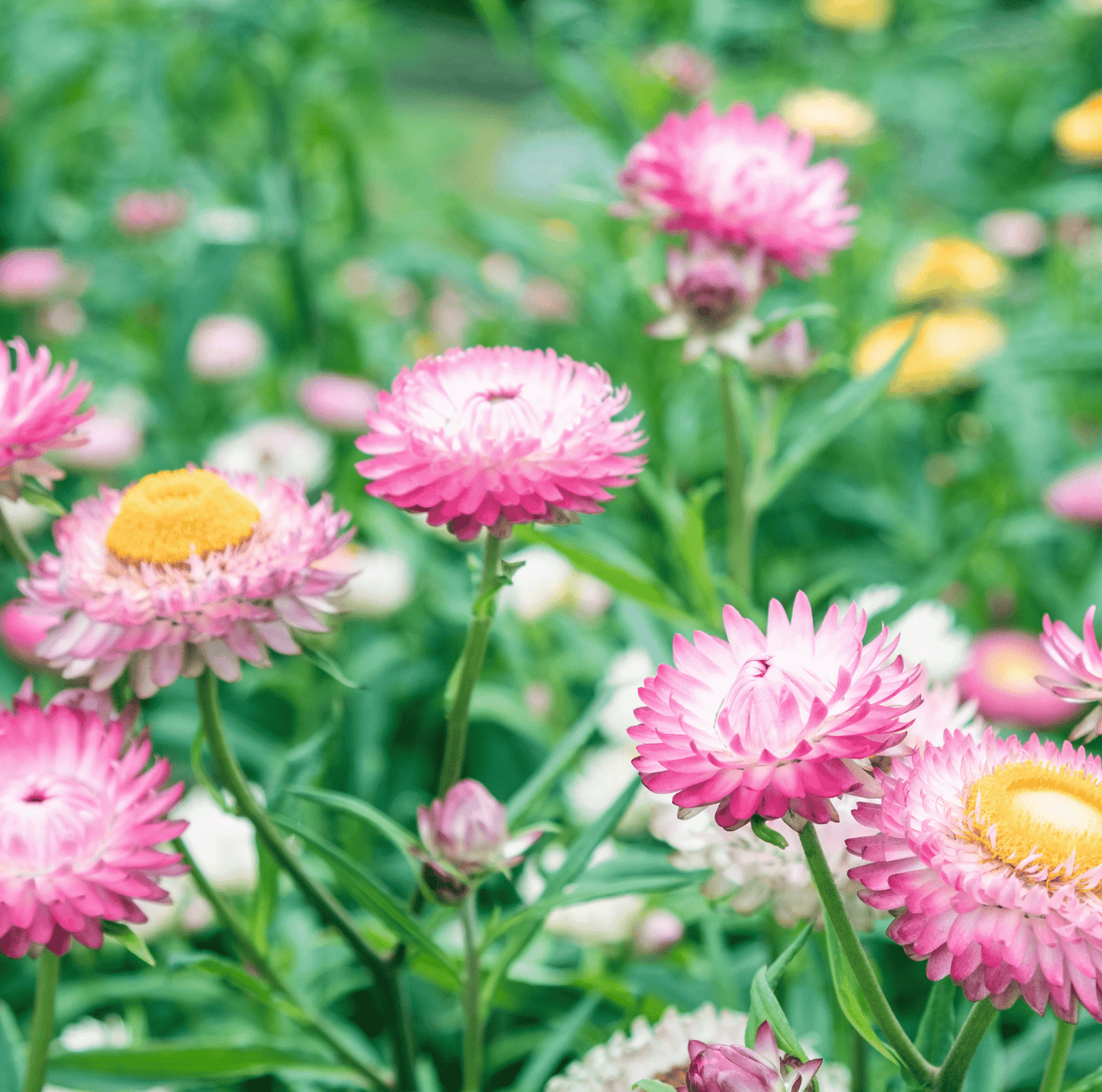 Silver Rose Strawflower – 25 Seeds - - Seeds