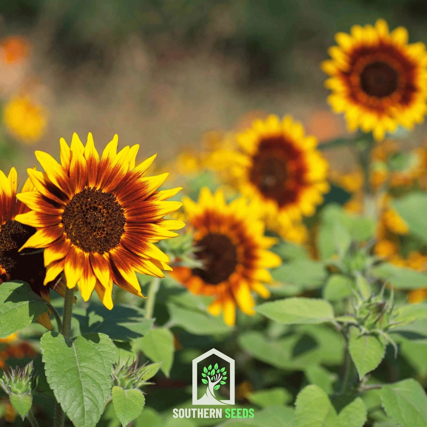 Ring of Fire Sunflower – 25 Seeds - - Seeds