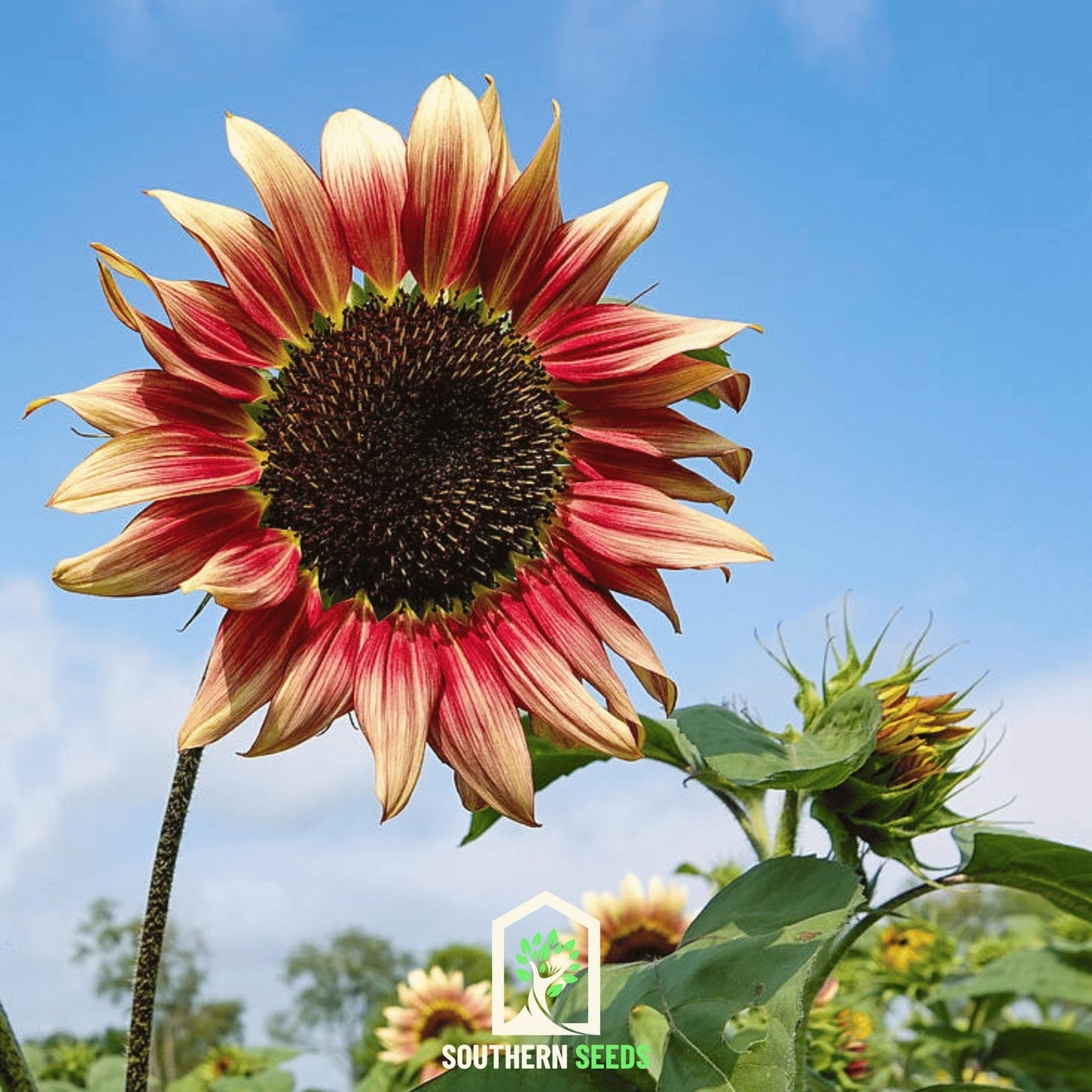 Strawberry Blonde Sunflower – 25 Seeds - - Seeds
