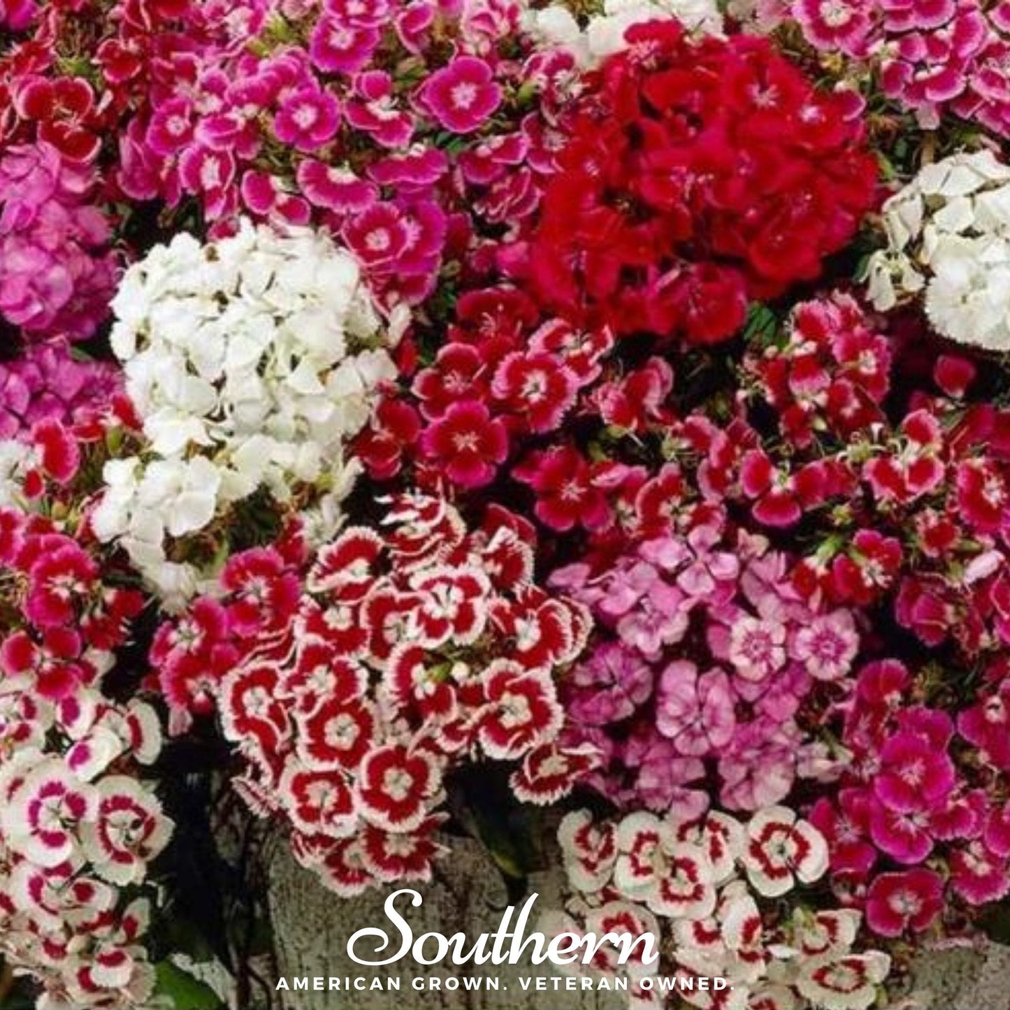 Sweet William Dianthus – 250 Seeds - - Seeds