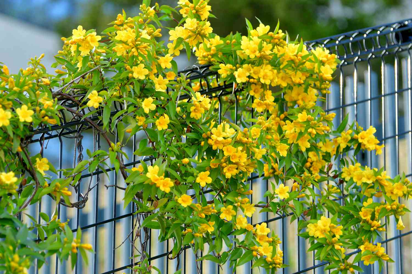 20 Yellow Climbing Rose Seeds - Fragrant Perennial Vine - Fast-Growing - - Seeds
