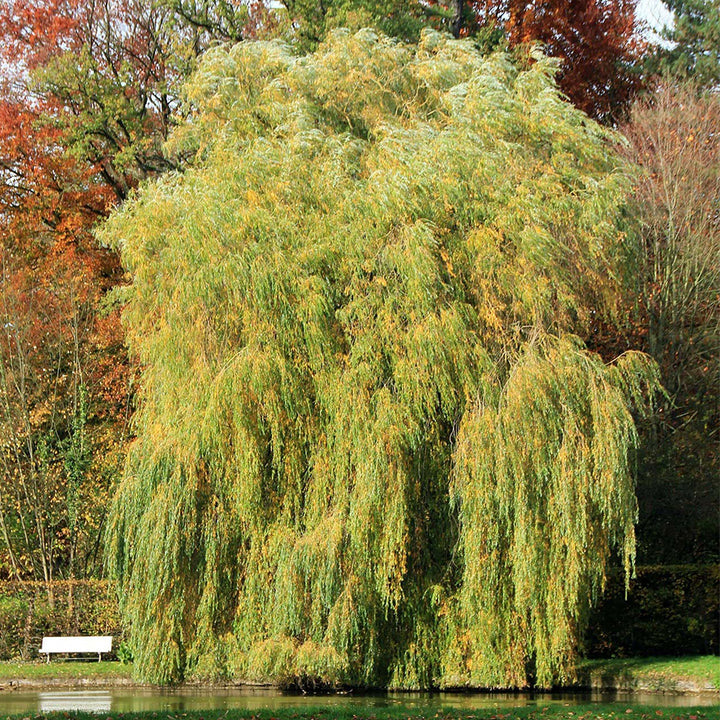Gold Weeping Willow Cuttings - 5 Pack - Fast Growing Shade Tree - Bonsai or Landscape - - UNROOTED CUTTINGS