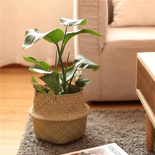 Rattan Woven Garden Basket Kia Day Design