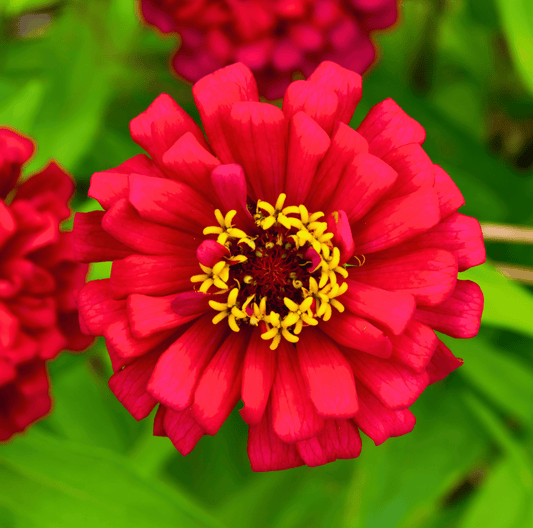 Meteor Zinnia – 100 Seeds - - Seeds