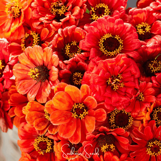 Oriole Zinnia – 50 Seeds - - Seeds