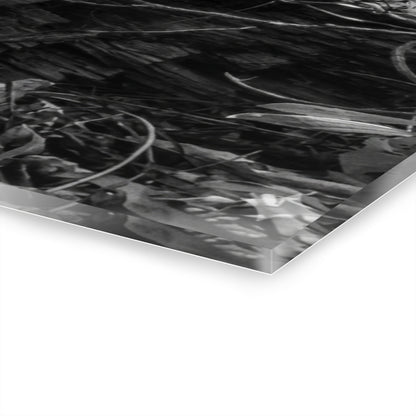 Black & White Forest Acrylic Print French Cleat Hang - - Home Decor