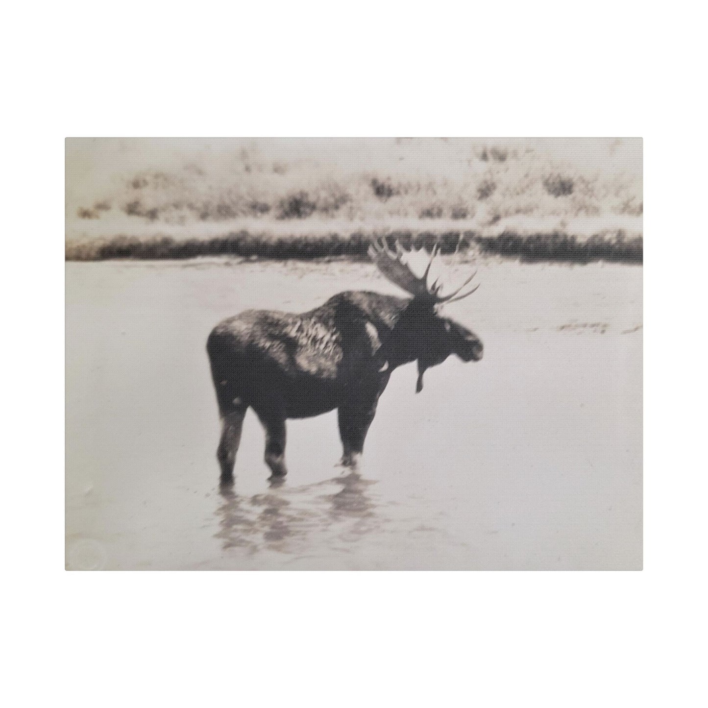 Yellowstone Bull Moose Satin Canvas Stretched