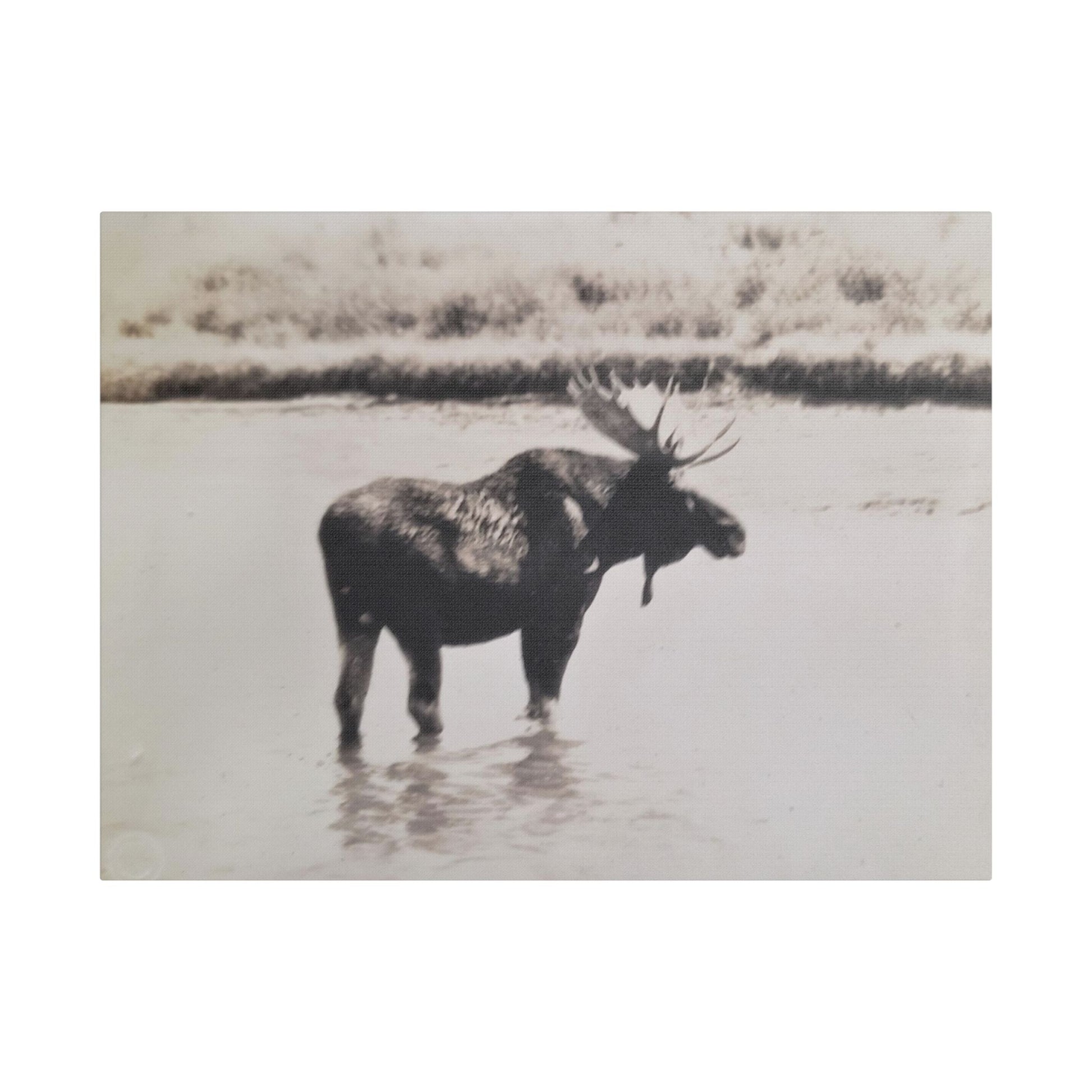 Yellowstone Bull Moose Satin Canvas Stretched