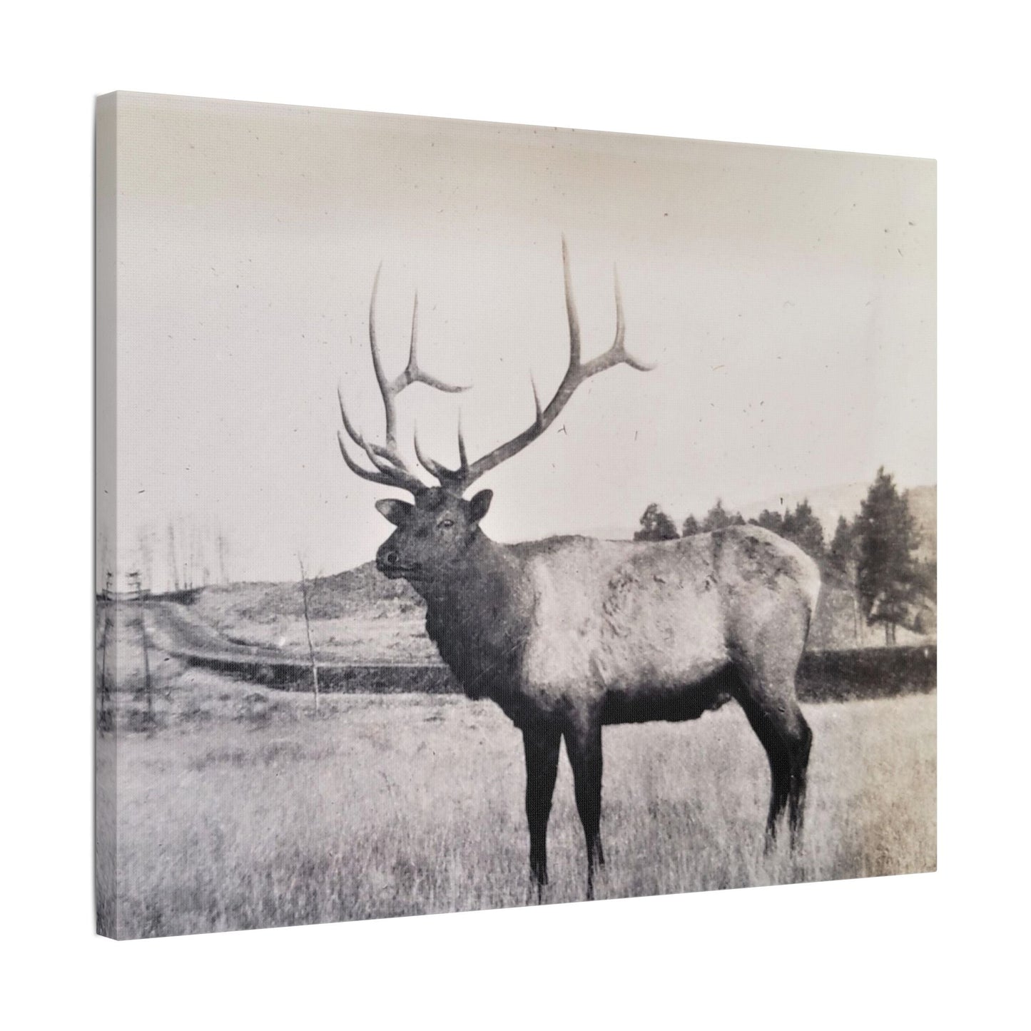 Yellowstone Bull Elk Satin Canvas Stretched