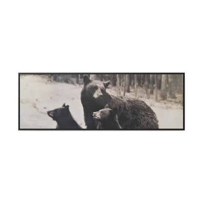 Yellowstone Black Bears Gallery Canvas Wraps