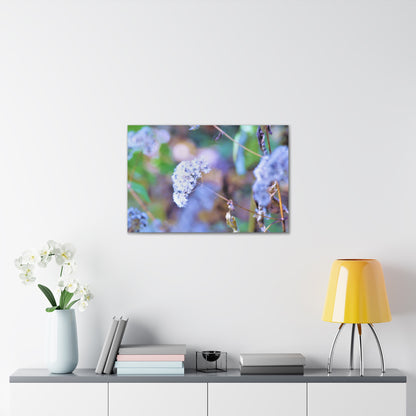 Macro Blue Canvas Gallery Wraps