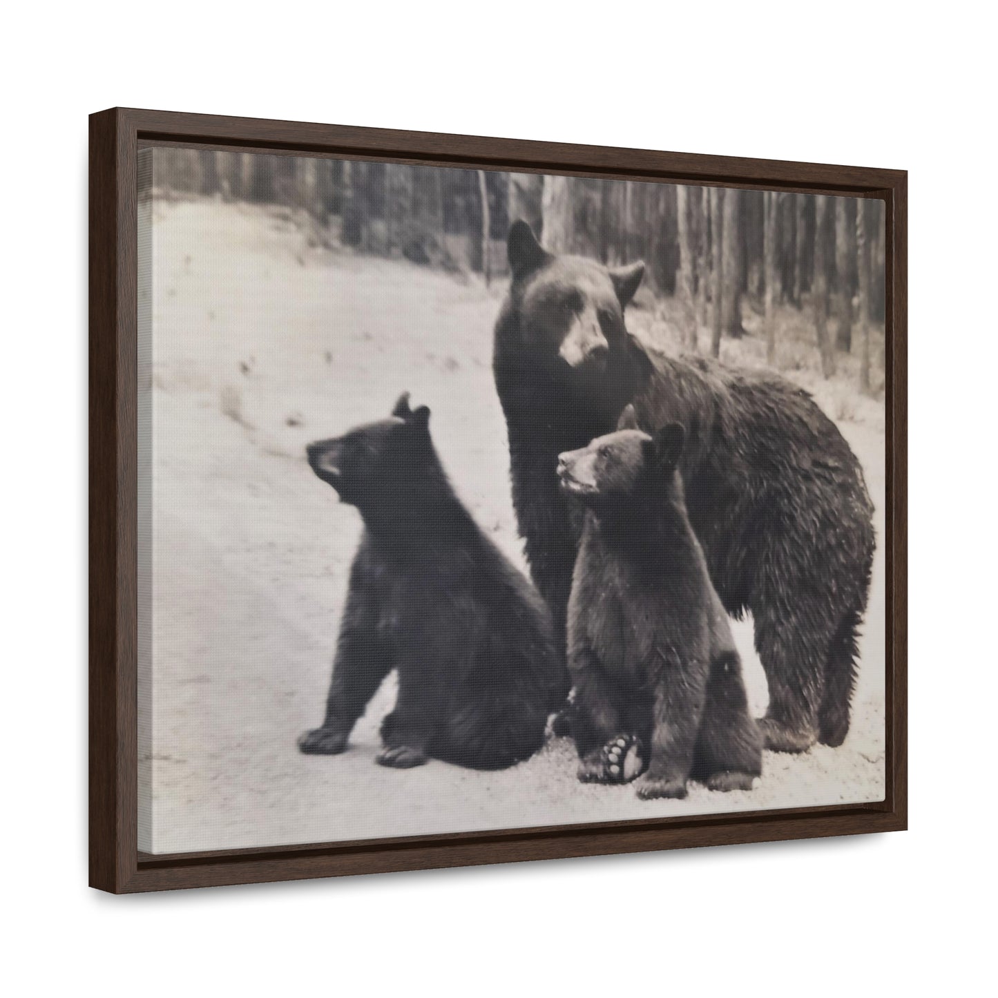 Yellowstone Black Bears Gallery Canvas Wraps, Horizontal Frame