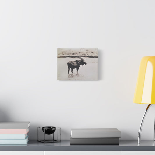 Yellowstone Bull Moose Satin Canvas Stretched 10″ x 8″ (Horizontal) 1.5"