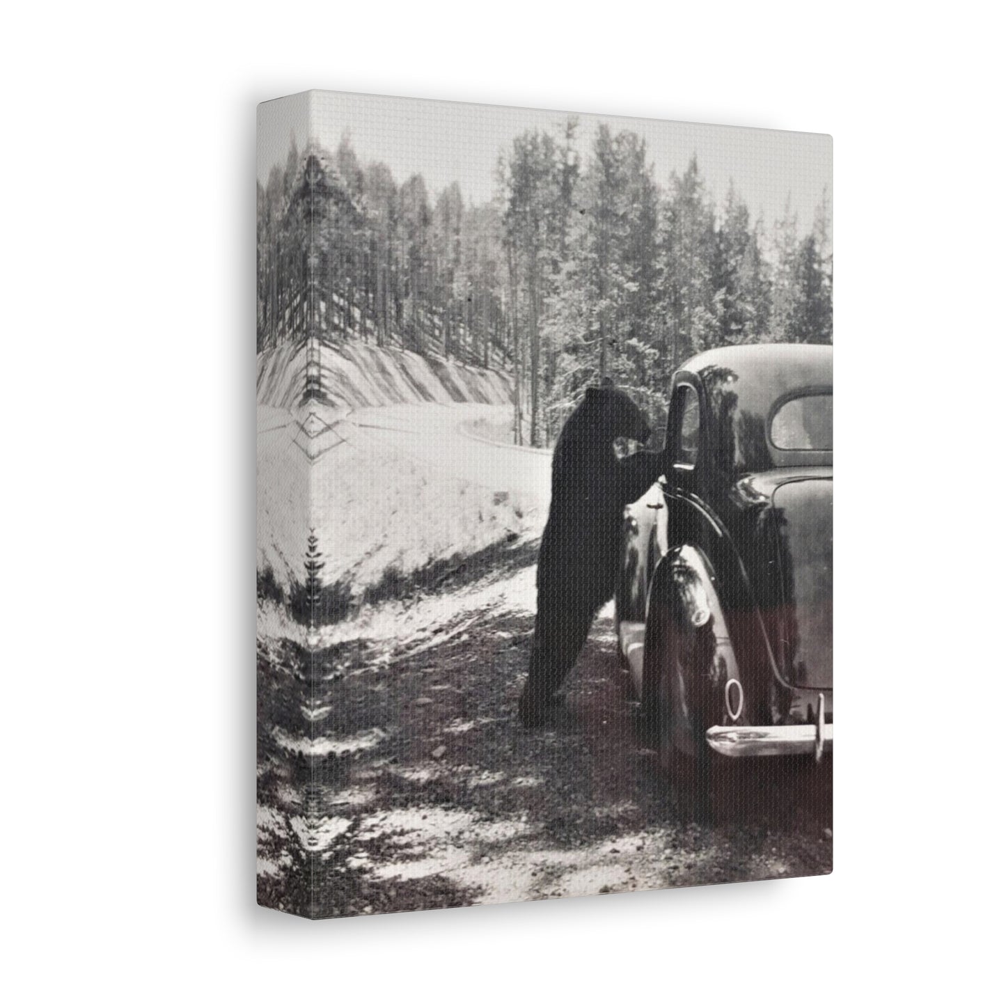 Yellowstone Bear Car Stretched Canvas