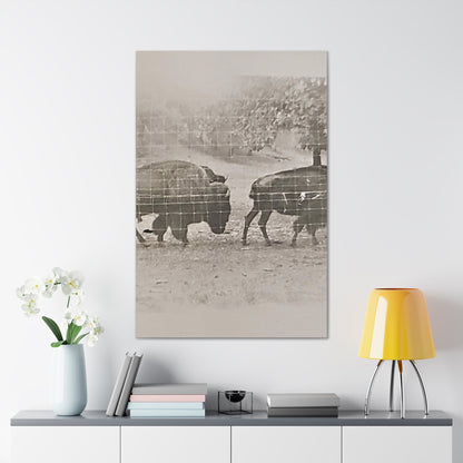 Buffalo at Redwood Falls Canvas Gallery Wraps 32″ x 48″ 1.25"