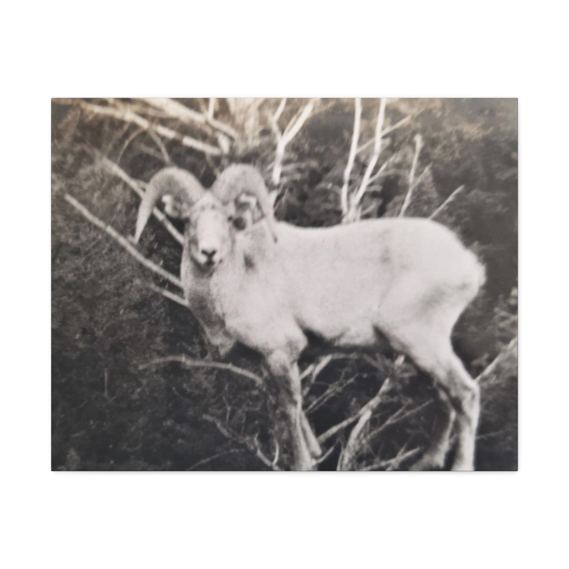 Yellowstone Big Horn Sheep Stretched Canvas