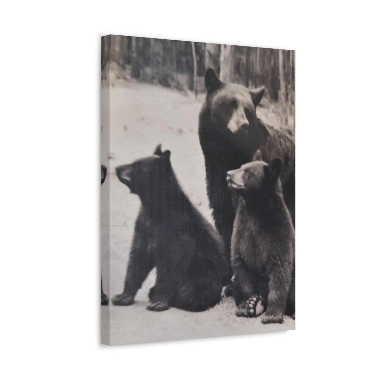 Yellowstone Black Bears Stretched Canvas