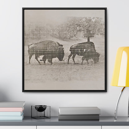 Buffalo at Redwood Falls Gallery Canvas Wraps Square Frame 24″ x 24″ Premium Gallery Wraps (1.25″)